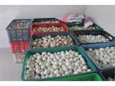 Bắt Hơn 15 Nghìn Quả Trứng Vịt Giống Nhập Lậu