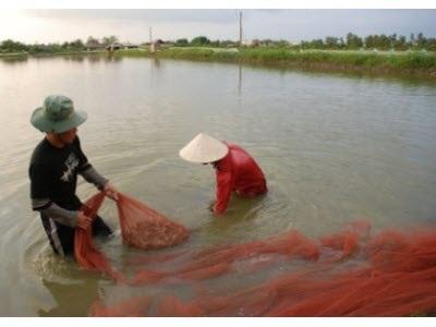 Bà Rịa – Vũng Tàu Xây Dựng Thành Công Mô Hình Ương Giống Tôm Chân Trắng