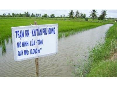 Tân Phú Đông (Tiền Giang) Bảo Vệ Môi Trường Để Phát Triển Bền Vững Vùng Nuôi Thủy Sản