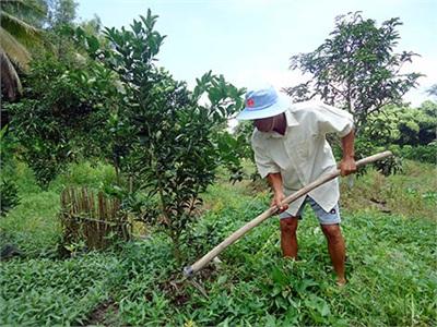 Cải Tạo Vườn Tạp Ở Vị Đông