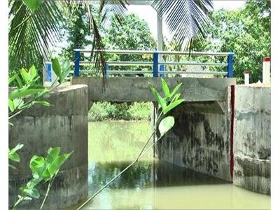 Huyện Cao Lãnh Chủ Động Bảo Vệ Vườn Cây Ăn Trái Khi Lũ Về
