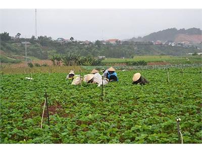 Người KHo Thoát Nghèo Từ Dâu Tây