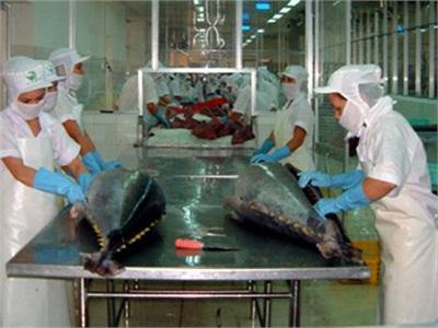 Xuất Khẩu Cá Ngừ Sang Nhật Bản Giảm Gần 60% Nửa Đầu Năm