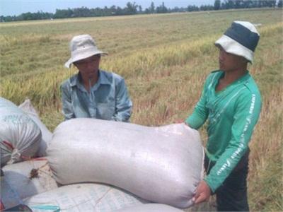 Doanh Nghiệp Kêu Hết Gạo Xuất Khẩu