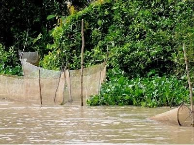 Vẫn tiếp diễn đánh bắt cá mùa sinh sản trên sông Vàm Cỏ Đông