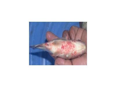 Cách nhận biết Bệnh liên cầu khuẩn trên cá rô phi và biện pháp phòng bệnh