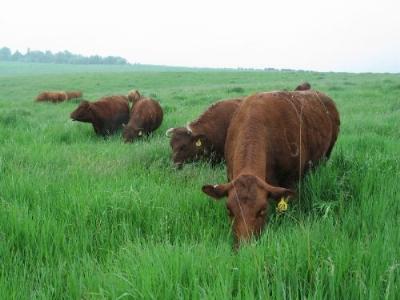 Kết quả thực hiện Đề án lai tạo đàn bò ở Vân Canh tỉnh Bình Định