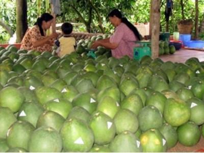 Thu nhập nhà vườn đạt 80 triệu đồng/ha/năm