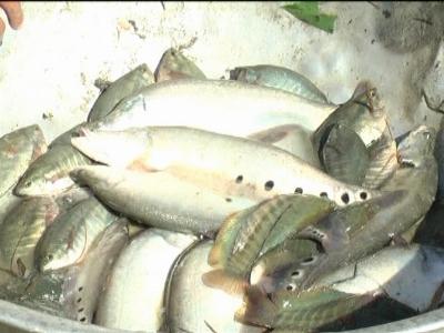 Huyện Tuy An (Phú Yên) nghiệm thu mô hình nuôi thử nghiệm cá thát lát cườm