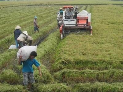 Trang bị cho nông dân kỹ thuật canh tác lúa trên đất nhiễm mặn