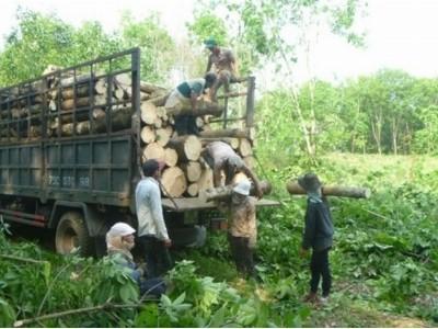 Nông dân chặt cao su trồng điều