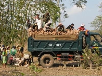 Làm giàu từ cây công nghiệp