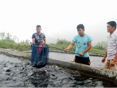 Hợp tác xã Thủy Lâm (Bát Xát - Lào Cai) xuất bán 10 tấn cá hồi thương phẩm