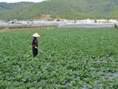 Đơn Dương (Lâm Đồng) có nhiều loại rau giảm giá mạnh