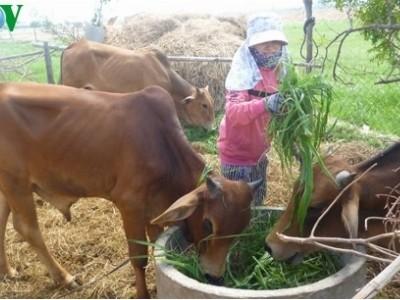 Ninh Thuận quy hoạch đồng cỏ phục vụ chăn nuôi bền vững