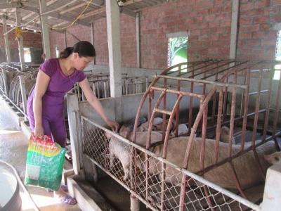 Có vốn và có thêm kiến thức chăn nuôi