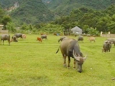 Chăn nuôi trâu, bò giảm, heo và gia cầm tăng