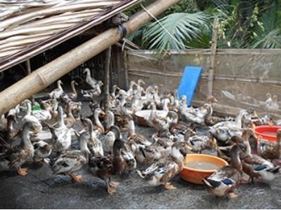 Chăn nuôi vịt biển thích ứng với biến đổi khí hậu