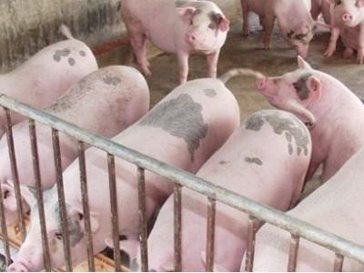Đồng Nai tăng cường kiểm tra việc sử dụng chất cấm trong chăn nuôi