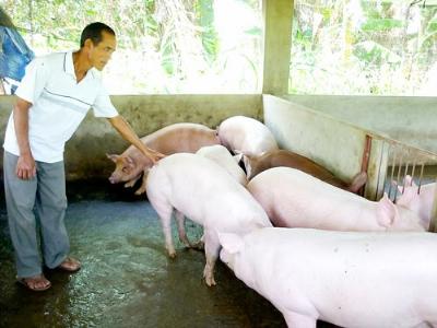 Ngăn chặn việc dùng chất cấm trong chăn nuôi