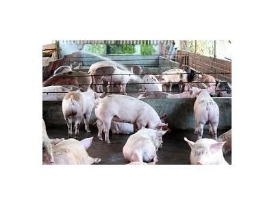 Xử lý nghiêm việc sử dụng chất cấm trong chăn nuôi heo