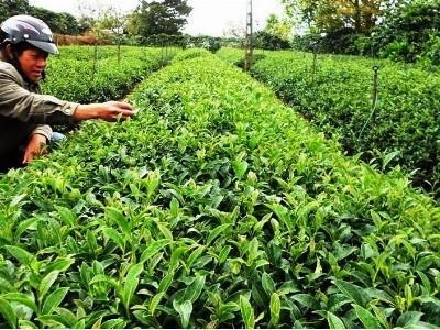Bài toán chất lượng cao cho cây chè Lâm Đồng