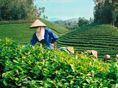 Sẽ cấp mã số cho vùng chè nguyên liệu