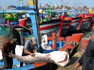 Cà Mau sẽ tiếp tục chuyển đổi cơ cấu nghề khai thác