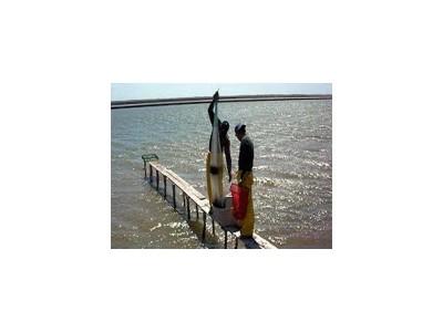Công nghệ mới chứng minh hiệu quả trong ao nuôi tôm bị EMS tấn công