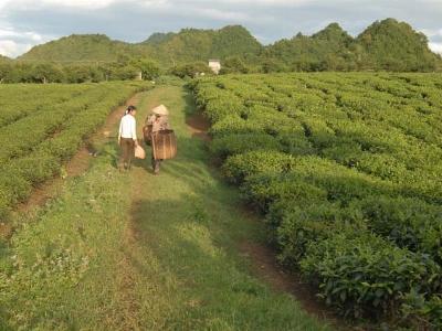 Thực trạng quản lý các nông, lâm trường thất thoát đất nghiêm trọng