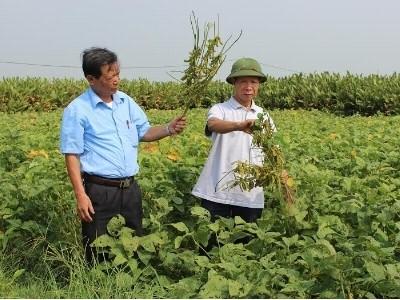 Đẩy mạnh tiêu thụ sản phẩm giống đậu tương