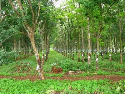 Quảng Nam mở rộng diện tích cây cao su