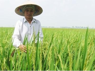 66% diện tích lúa chất lượng cao năm 2020