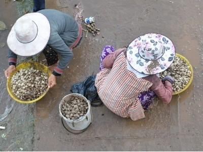 Bạc Liêu được mùa nghêu