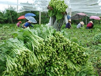 Giá rau bấp bênh nông dân lo lắng