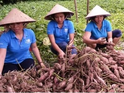 Chung tay giải cứu khoai lang