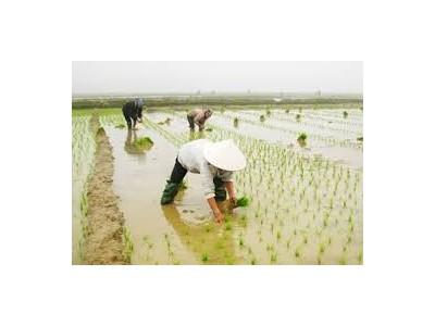 Bắc Giang khắc phục hậu quả mưa lũ gieo cấy lại gần 1,5 nghìn ha lúa