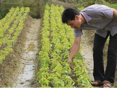 Bắc Hà (Lào Cai) chú trọng phát triển giống cây ăn quả chất lượng cao