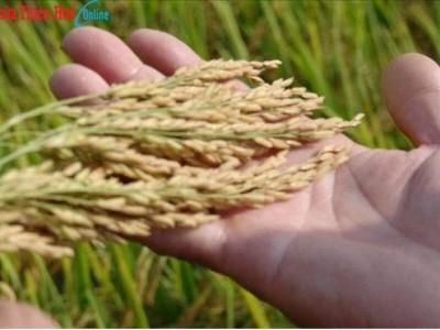 Thừa Thiên Huế loay hoay với giống lúa chất lượng