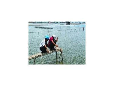 Tôm mới thả, lưu ý cách cho ăn
