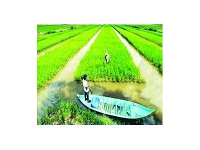 Huyện U Minh (Cà Mau) triển khai mô hình cánh đồng lớn luân canh lúa – tôm