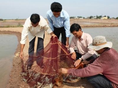 Bạc Liêu phát triển mô hình nuôi tôm thâm canh bán thâm canh