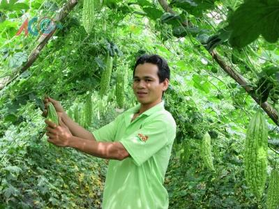Hiệu quả kinh tế từ cây màu