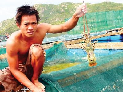 Gỡ vướng nghề nuôi tôm hùm