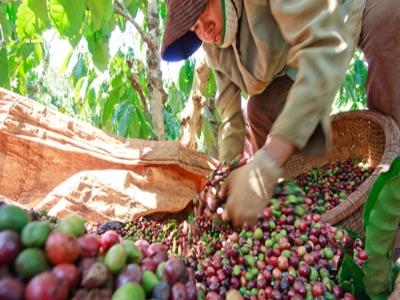 Xuất khẩu nông sản chủ lực tiếp tục sụt giảm mạnh