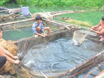 Rót vốn xuống sông Gâm nuôi cá