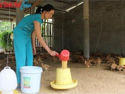 Hiệu quả từ nuôi gà bằng đệm lót sinh học