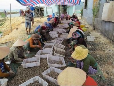 Nuôi ốc hương thu tiền tỷ