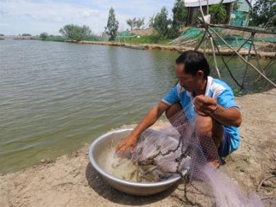 Nông dân nuôi tôm gặp nhiều khó khăn