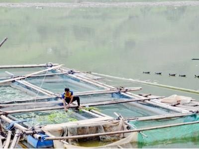 Si Ma Cai (Lào Cai) khai thác tiềm năng nuôi thủy sản